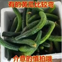 山东当季自家种植弯黄瓜新鲜黄瓜现摘农家